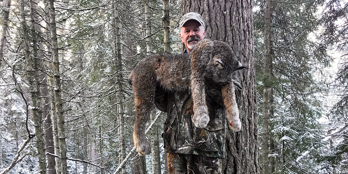 BC Lynx Hunts with hunting hounds