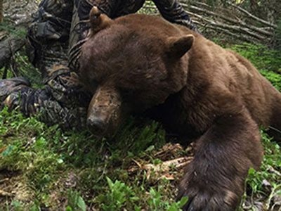 Bear Hunts in BC