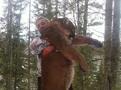 Hunting Cougar in BC Canada