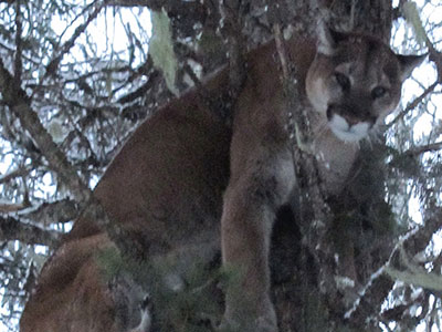 mountain Lion Hunts in BC