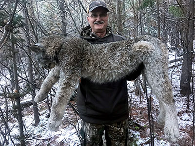 Hunting Lynx in BC Canada