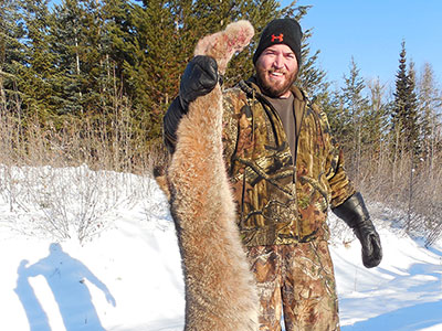 Canada Lynx Hunt with Hounds