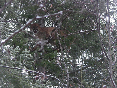 Cougar Hunting in BC