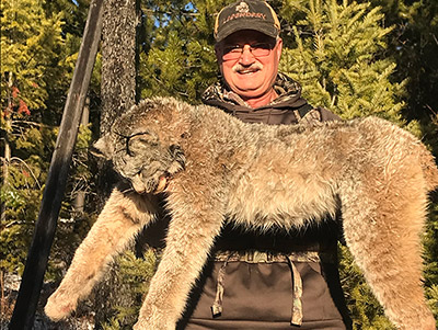 Lynx Hunting in BC