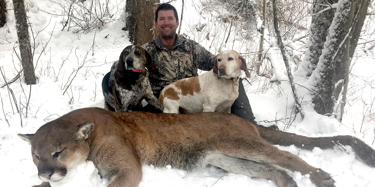 BC Cougar Hunts with hunting hounds