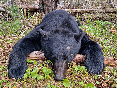 Hunt for Black Bear