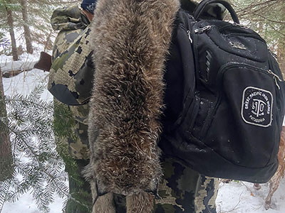 Lynx Hunting in BC