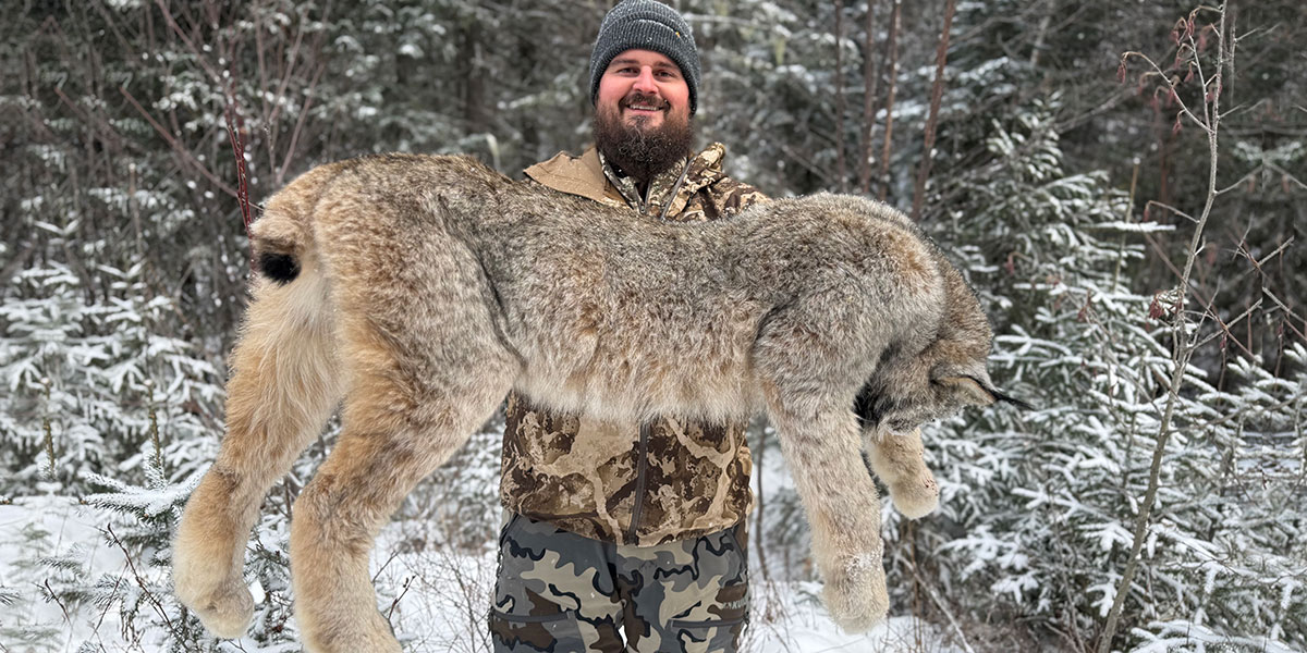 BC Lynx Hunts with hunting hounds