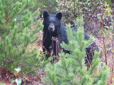 BC Black Bear Hunts