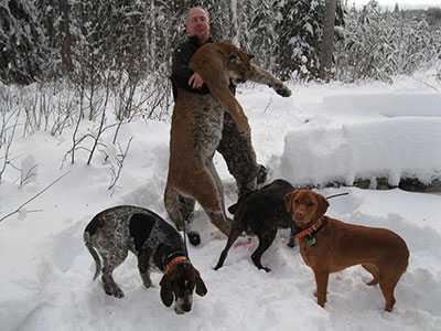 Cougar Cat Hunting in BC