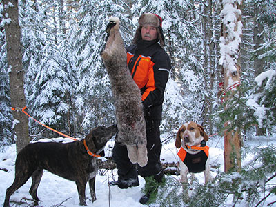 Lynx Hunting in BC