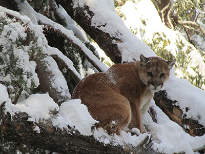 Mountain Lion Hunt