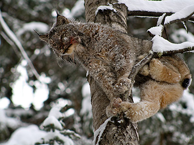 Cougar Hunt in BC