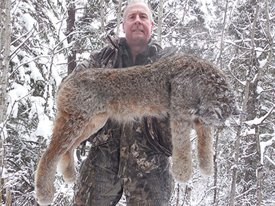 Lynx Hunting in BC