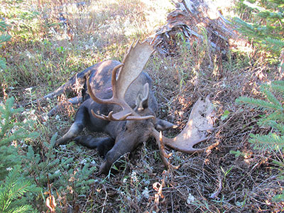 Moose Hunts in BC