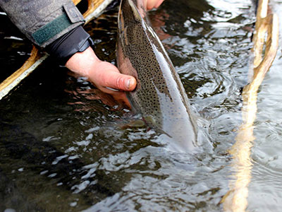 Fishing for Trout in BC