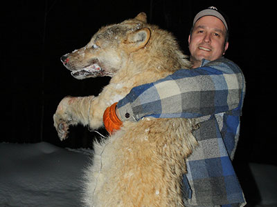 Wolf Hunting in BC