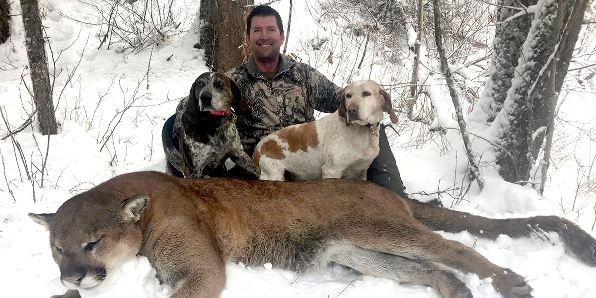 Bc Cougar Cat Hunts With Hounds Lynx Hunt Winter Predator Hunting