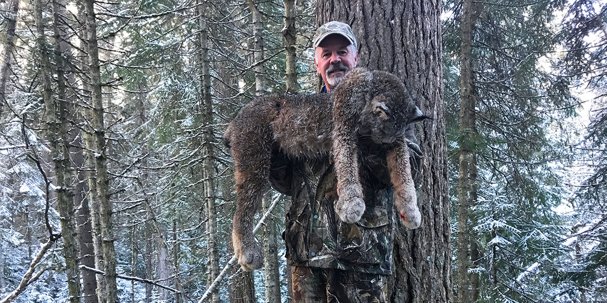 Winter Lynx Hunt